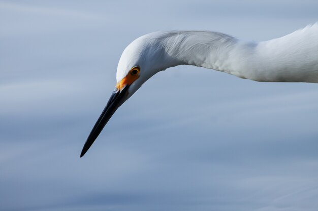 Tête d'un jeune héron des neiges prêt à pêcher.