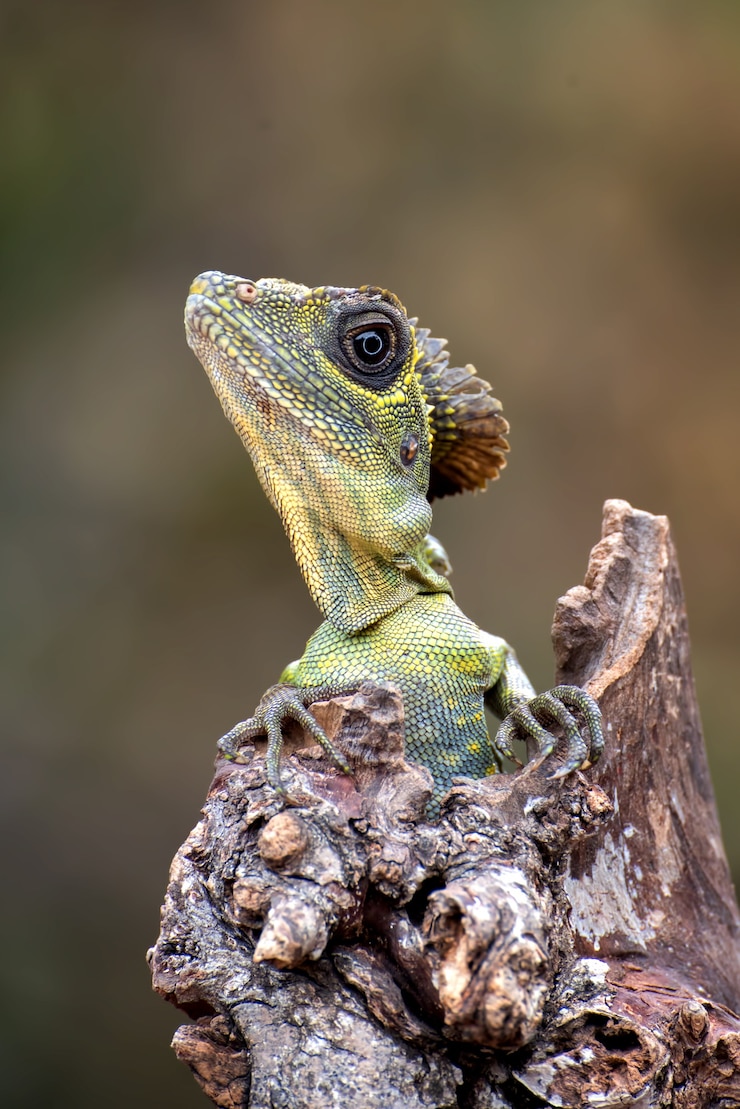 Photo tête de lézard angle (gonocephalus bornensis) sur tronc d'arbre