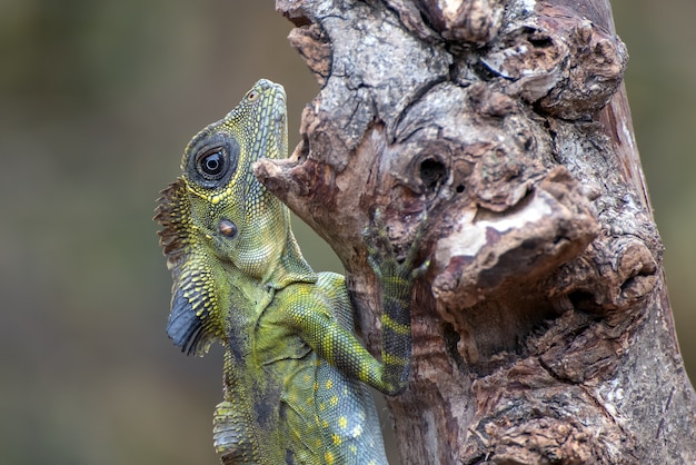 Tête de lézard Angle (Gonocephalus bornensis) sur tronc d'arbre