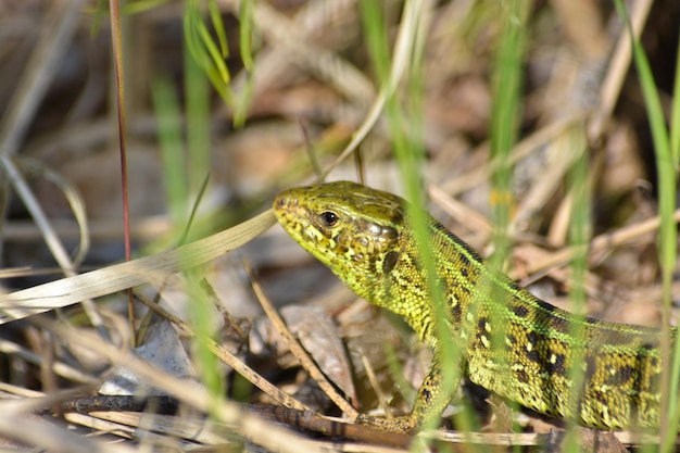 Tête de lézards parmi l'herbe