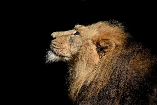 Une tête de lion est représentée sur un fond noir.