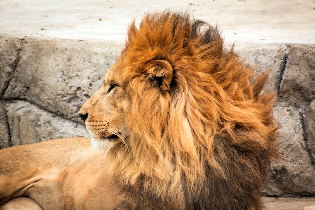 Photo tête de lion sauvage