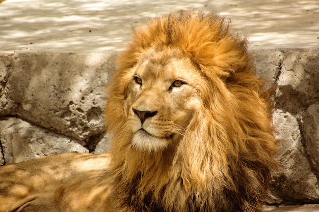 Photo tête de lion sauvage