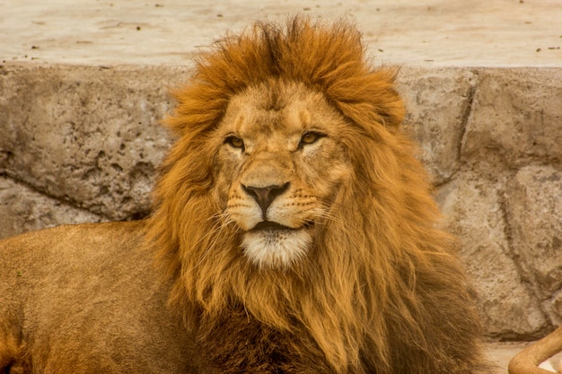Photo tête de lion sauvage