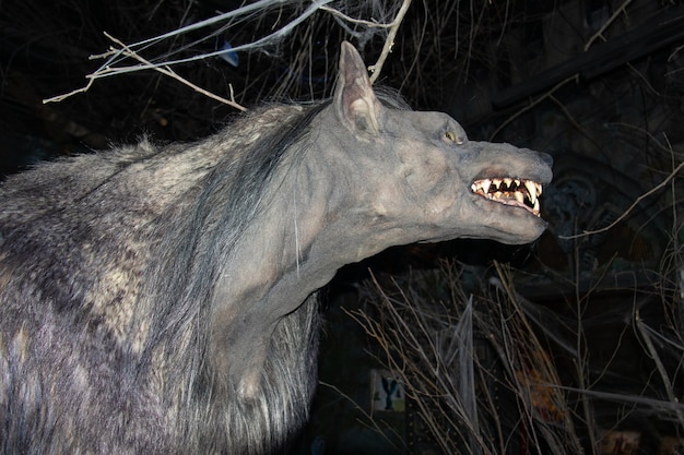 Tête de loup-garou de profil parmi les ténèbres et les branches, museau souriant, au Bestiaire Museum - Saint-Pétersbourg, Russie, juin 2021.