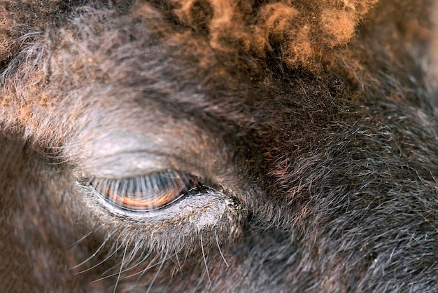 Tête d'un mouton noir un gros plan des yeux