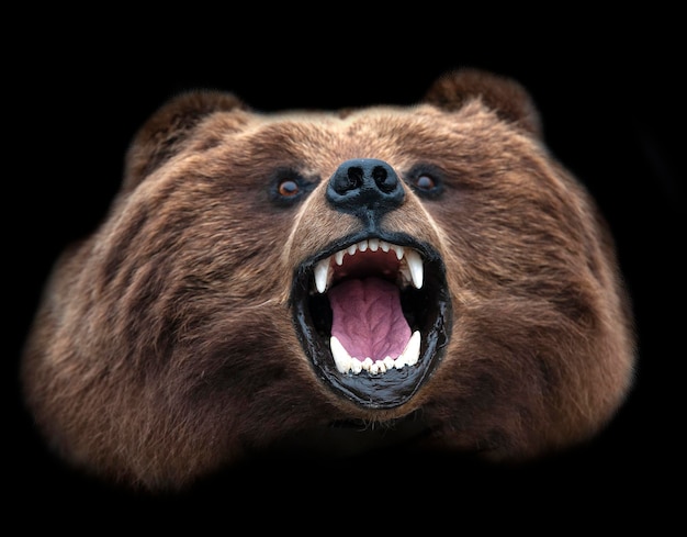 Une tête d'ours brun Kamtchatka en peluche isolée sur un fond noir