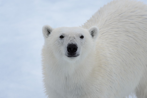 La tête de l'ours polaire (Ursus maritimus) se bouchent