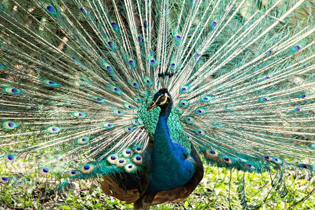 Tête de paon en gros plan dans le parc des oiseaux de Kuala Lumpur