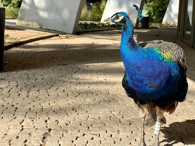 Tête de paon gros plan de la tête d'un paon commun