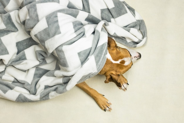 Tête et pattes de chien paresseux dans une couverture blanche propre