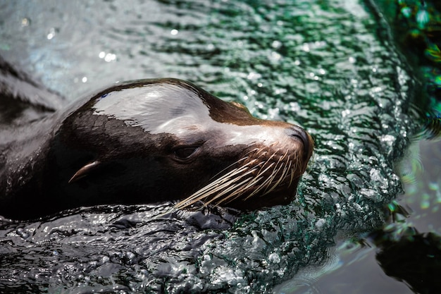 Tête de phoque à fourrure dans l'eau