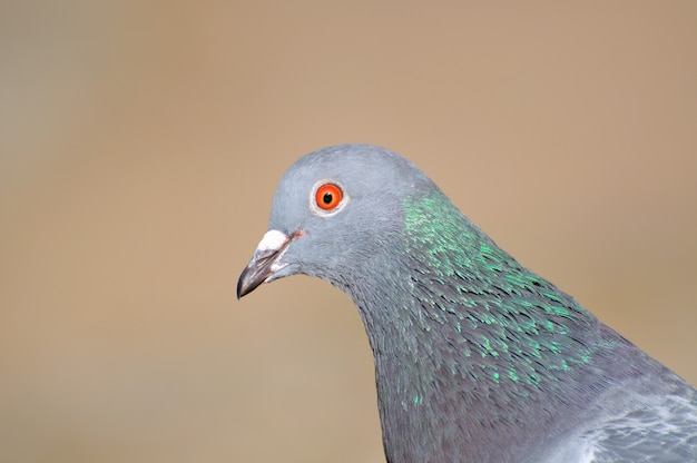 Tête de pigeon gris se bouchent.