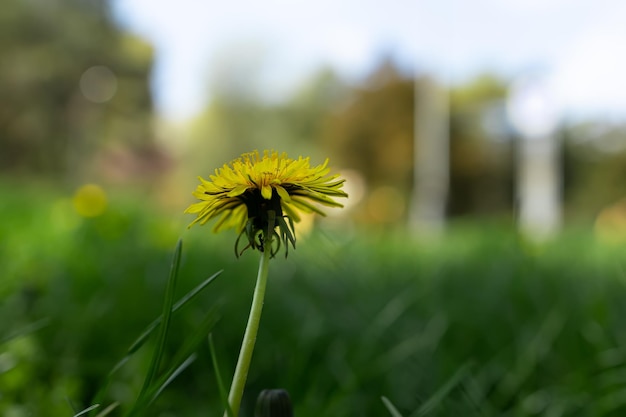 Tête de pissenlit jaune sur la pelouse de printemps