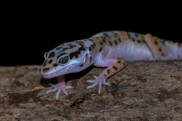 Tête de plan rapproché de gecko de léopard sur le gecko de léopard de bois à la recherche d'une proie