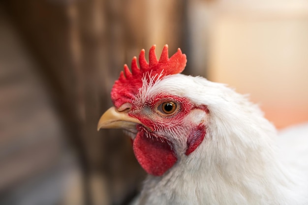 La tête d'un poulet de chair de coq blanc peigne rouge Agriculture élevage