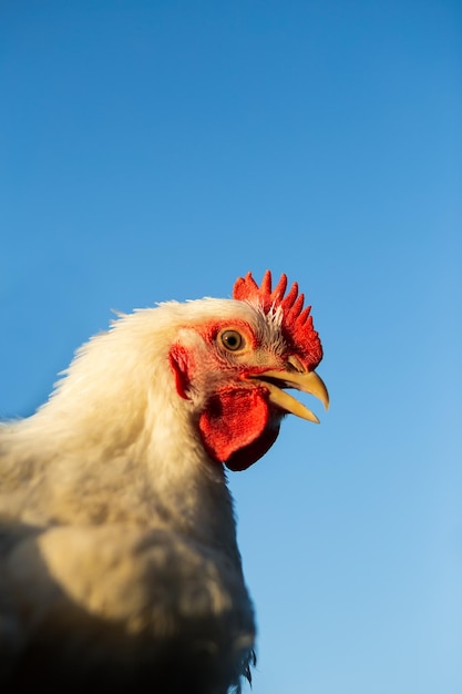 La tête d'un poulet de chair de coq blanc peigne rouge Agriculture élevage