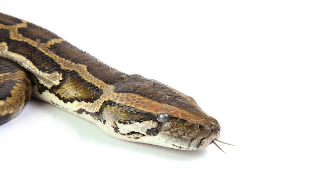 Tête de python bouchent