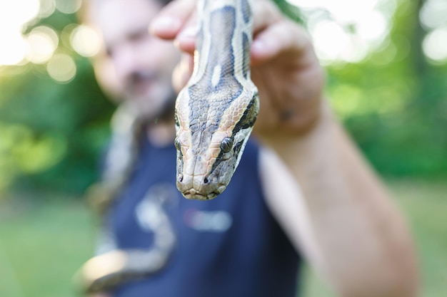 tête de python réticulé dans les mains de l'homme