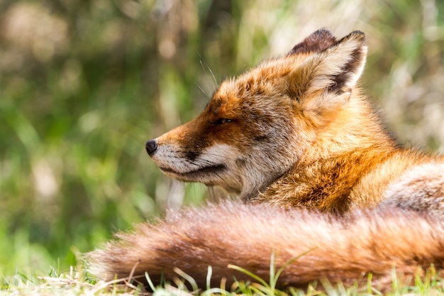 Photo tête de renard