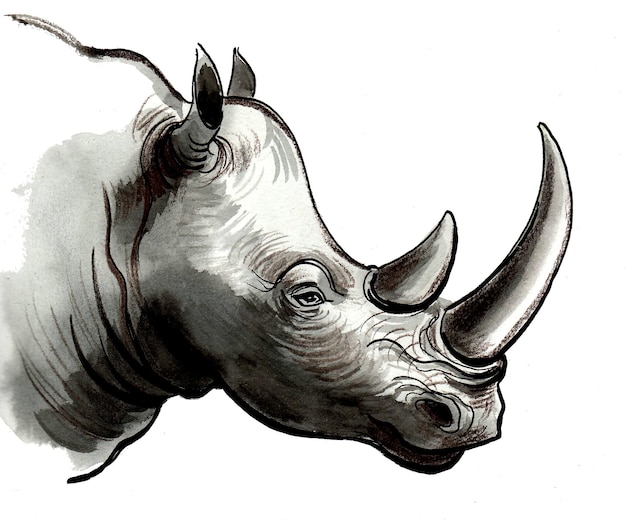 Tête de rhinocéros noir Dessin à l'encre et à l'aquarelle