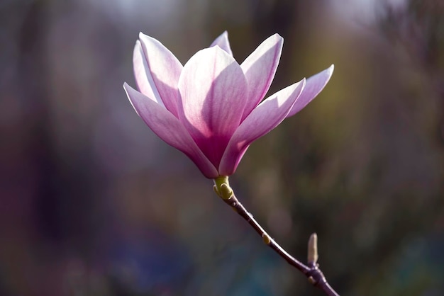 Tête rose clair de fleur de magnolia de printemps en fleurs Botanique et fleurs