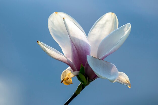 Tête rose pâle de fleur de magnolia de printemps en fleurs. Botanique et fleurs