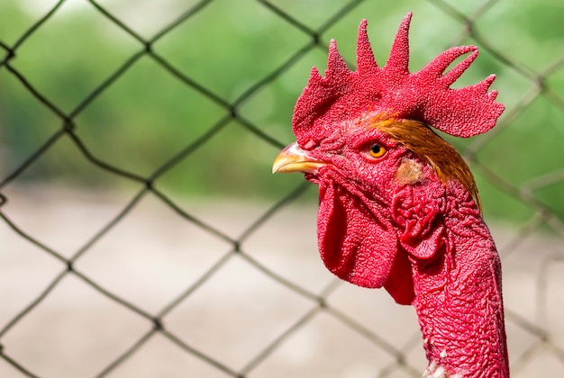 Tête rouge d'un coq ou coq sur cour de ferme. Concept agricole