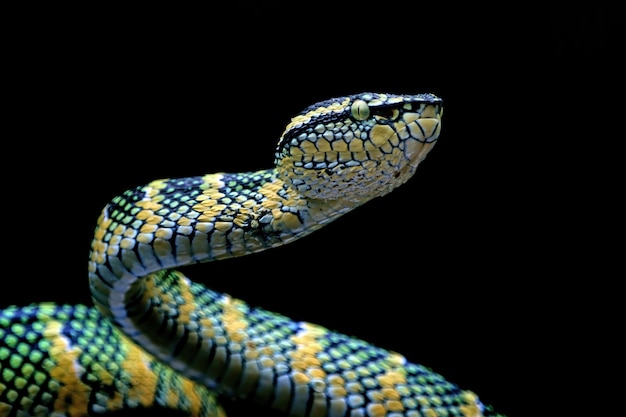 Tête de serpent vipère Wagleri gros plan sur fond noir