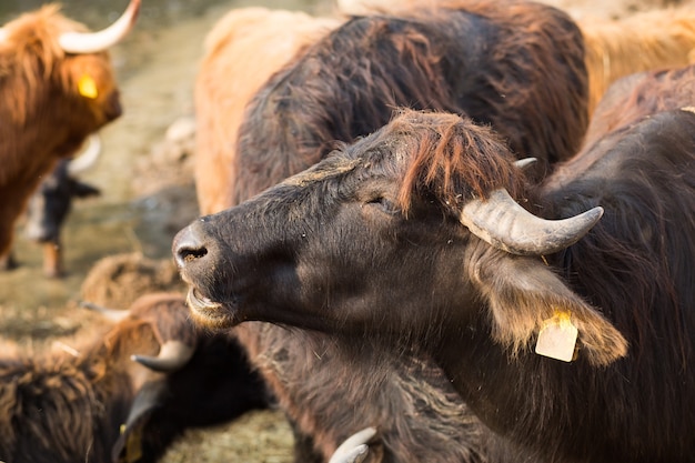 Tête de taureau noir avec gros plan de cornes grises. Bovins à la ferme, animaux laitiers. Symbole de la nouvelle année 2021 sur le calendrier oriental