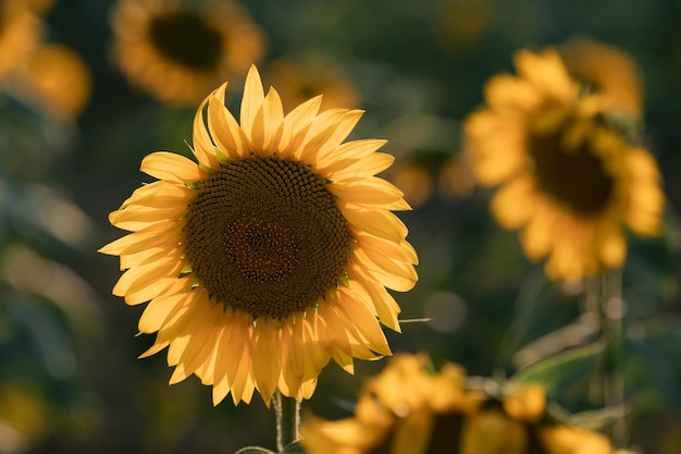 Tête de tournesol au coucher du soleil libre