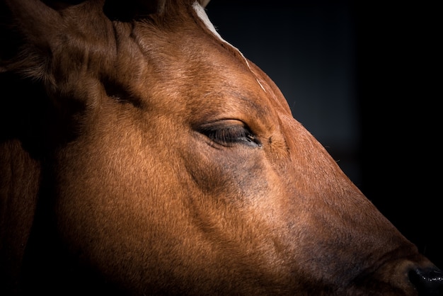 Tête de la vache chypriote (Bos primigenius taurus)