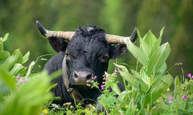 Une tête de vache noire avec des cornes