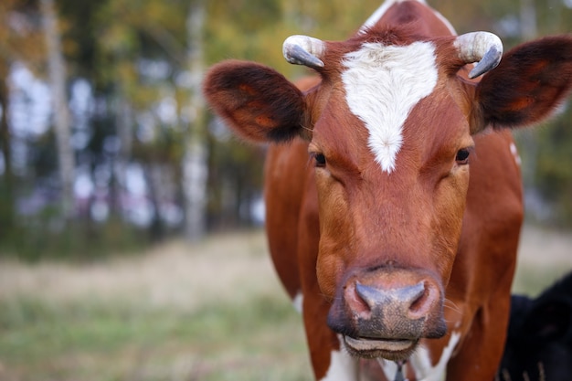 Tête de vache rouge en gros plan sur fond de verdure