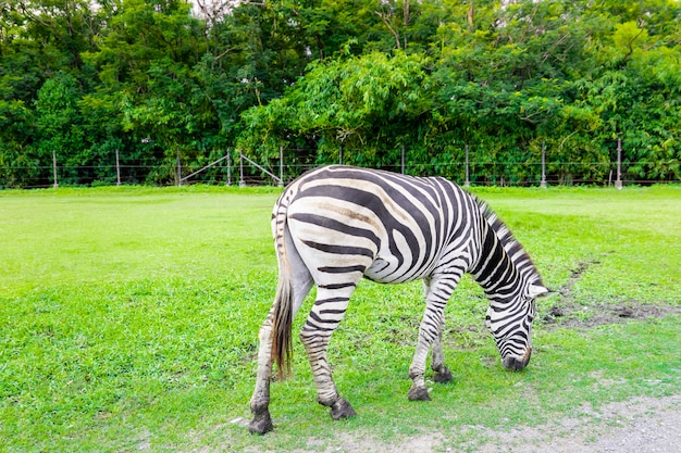 Tête de zèbre mangeant de l&#39;herbe par terre