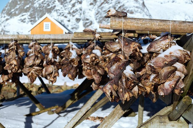 Têtes de cabillaud aux Lofoten