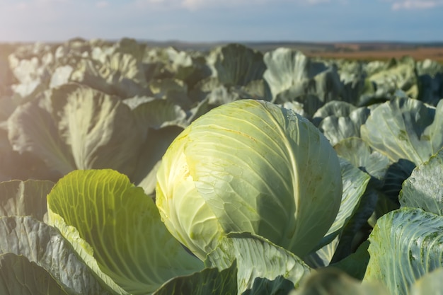 Têtes de chou mûr dans un champ rangées même contre le ciel bleu