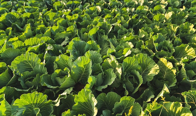 Photo des têtes de chou vert en ligne poussent sur un champ concept agricole