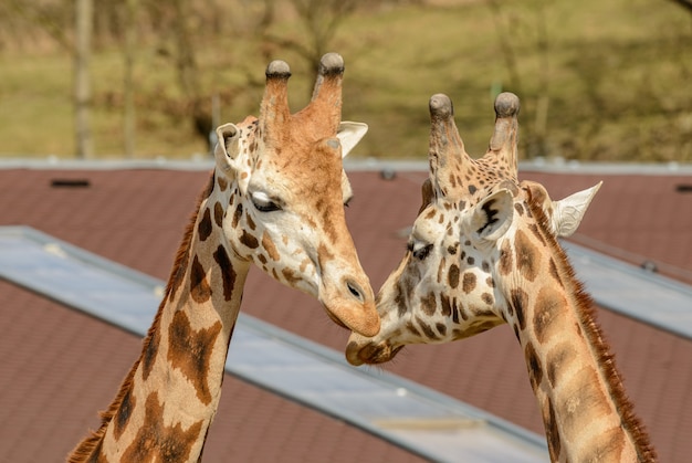 Têtes de deux girafes se connectant au zoo