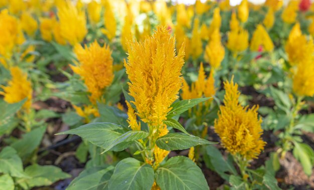 Têtes de fleurs orange de la plante célosie en plumes dans le jardin Fleurs rouges et jaunes orange