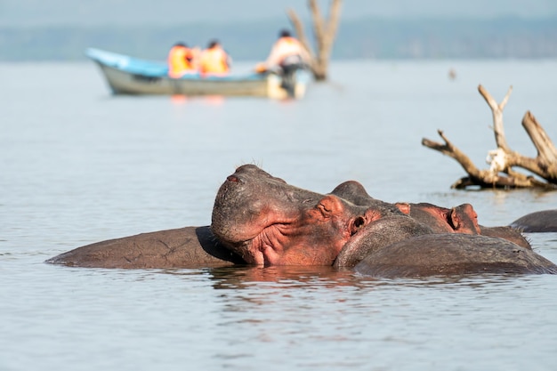 Photo des têtes d'hippopotames endormis dans le marais un hippopotame dans le lac naivasha au kenya