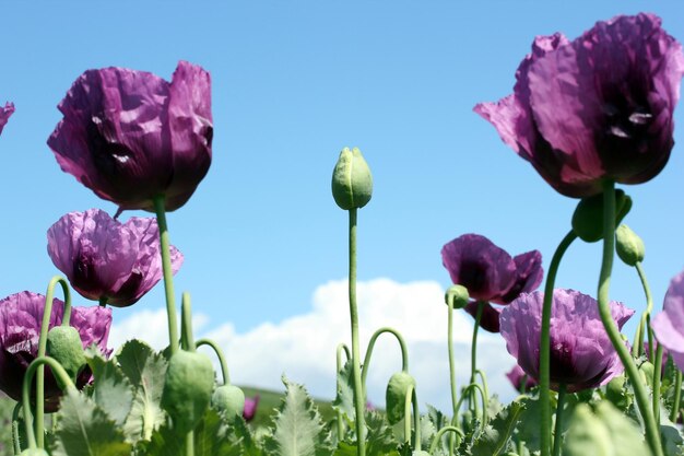 Têtes de papaver d'opium sur le fond de ciel