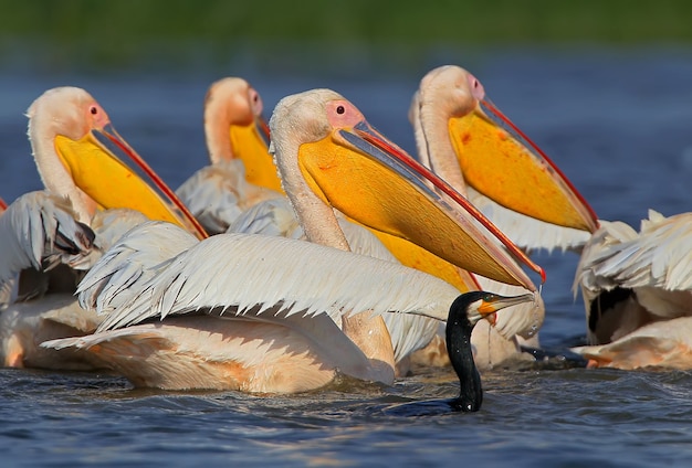 Têtes de pélican blanc à côté d'un cormoran lors d'un voyage de pêche