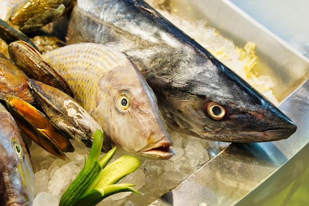 Têtes de poisson frais au marché aux poissons moules en glace pilée