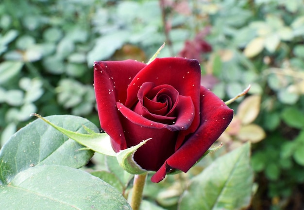 Tétranyque sur une rose rouge Petits acariens nuisibles sur une rose de jardin Tetranych urticaire
