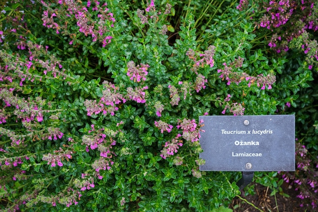 Teucrium lucydris plantes inflorescence rose plante médicinale