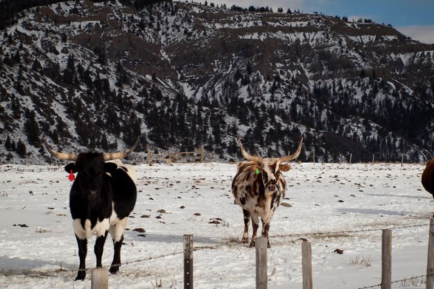 Texas Longhorn à La Ferme De Silverthorne, Colorado.