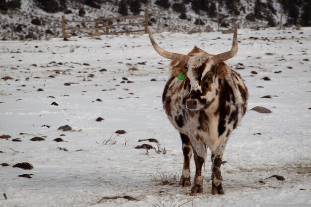 Texas longhorn à la ferme de Silverthorne, Colorado.