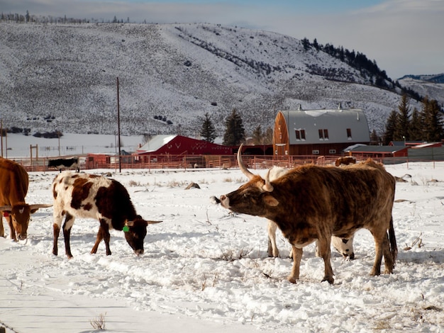 Texas longhorn à la ferme de Silverthorne, Colorado.