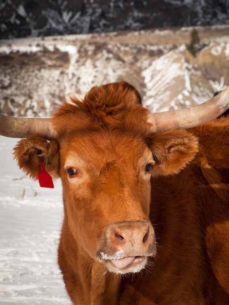 Texas longhorn à la ferme de Silverthorne, Colorado.